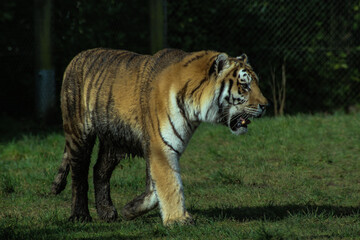tiger