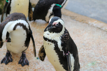 Obraz premium Penguin