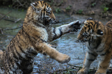 Tiger Cubs Playing