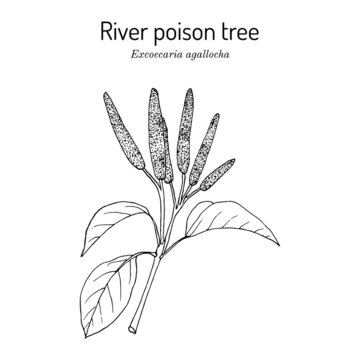 River poison tree, or blind-your-eye mangrove Excoecaria agallocha , medicinal plant
