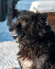 Fototapeta na wymiar Guard dog sits and looks away. The expressive look of a dog. Dog in winter.