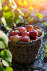Fresh homemade apples from the garden in a basket.