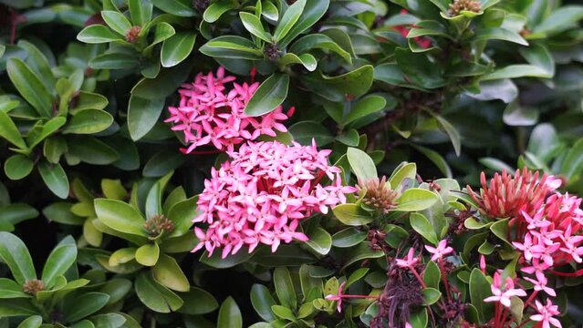 West Indian jasmine (also called ixora, jungle flame, jungle geranium, cruz de Malta) with a natural background