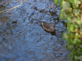 Some birds on the Minimeslake at Vincennes Forest. Paris, France the 7th February 2022.
