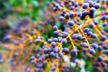 Twig with small blue berries
