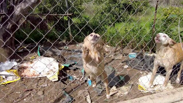 Dogs living in a dirty cage outdoors in the Spanish countryside. Poor animals in a cage filled with trash. Dogs waving their tails. An outdoor cage with dogs outside Nerja in Spain.