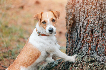 Small and cute Jack Russell Terrier dog with a collar stands near a tree and looks up, hunting a...