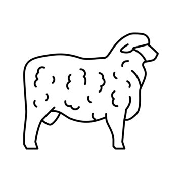 corriedale sheep line icon vector illustration