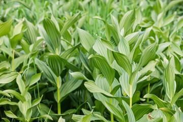 Veratrum it is a common perennial plant with a strong poison and alkaloids