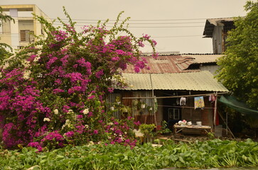 Flowers and a house. Mekong river delta. Different Vietnam images, streets, markets, rivers, beaches, and national parks.