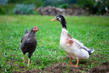 Pato y gallina libres en el campo. Avicultura ecológica.