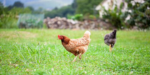 Gallinas picoteando libres en el campo. Avicultura sostenible.