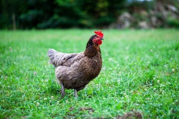 Gallina caminando libre por el campo. Avicultura ecológica.