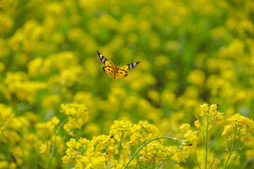 butterfly on a mustered flower