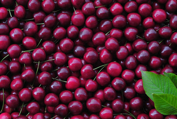 Beautiful and healthy sweet cherries with a green leaf ...