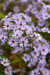 purpur flowers