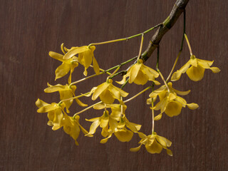 Closeup view of beautiful bright yellow flowers of dendrobium friedericksianum epiphytic orchid species isolated on dark wood background