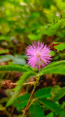 pink flower in the grass