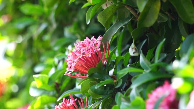 West Indian jasmine (also called ixora, jungle flame, jungle geranium, cruz de Malta) with a natural background