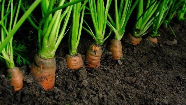 Carrots grow in the garden. Selective focus.