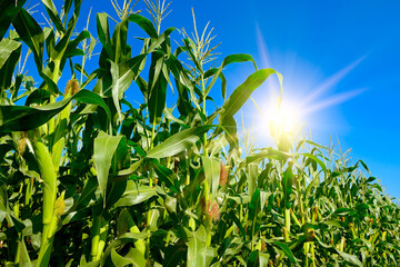 Rising sun in blue sky and cornfield.