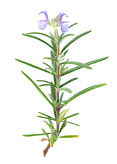 Sprig rosemary with flower isolated on white background. Fresh rosemary branch.