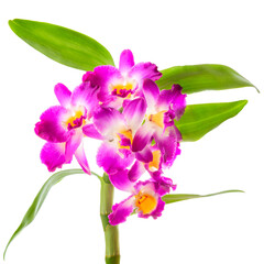 branch of purple orchid dendrobium, cattleya with leaves is isolated on white background