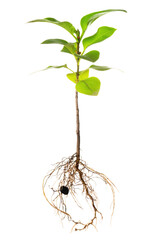young seedling of lilac with exposed roots is isolated on white background, close up