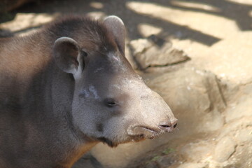 Closeup of South American tapir (Tapirus terrestris), also known as the Brazilian tapir, on a sunny day.
