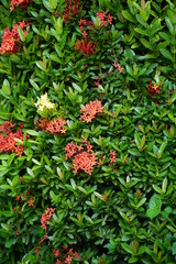 Fototapeta na wymiar West Indian jasmine (also called ixora, jungle flame, jungle geranium, cruz de Malta) with a natural background