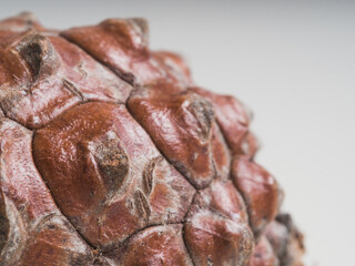 Conifer macro photography with copy space