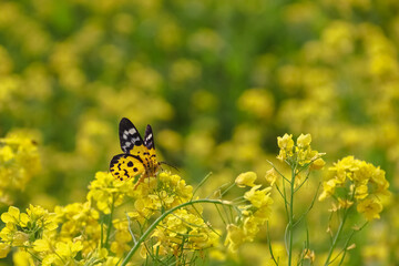 butterfly on yellow mustered flowers