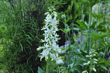 Garden flowers are blooming. Blooming flowers and plants. 