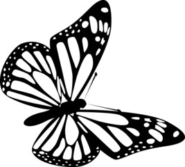 Butterfly Illustration Butterfly SVG EPS PNG
