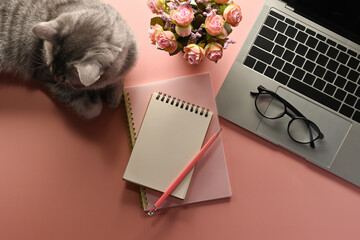 A top view of a cat lying with office flat lays such as note books, laptop, glasses and a cup of...