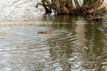 Canard sur étang,