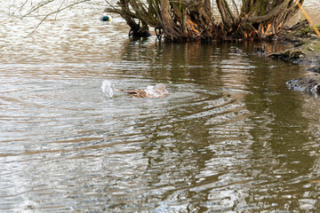 Canard sur étang,