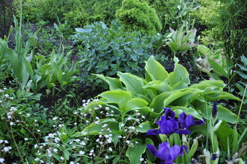 Flowers garden hostas. Hostas in the garden. 