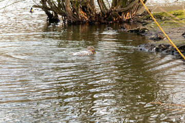 Canard sur étang,