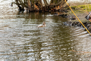 Canard sur étang,
