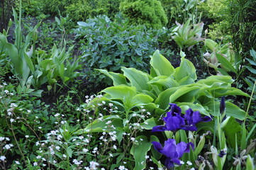 Obraz premium Flowers garden hostas. Hostas in the garden. 