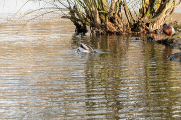 Canard sur étang,