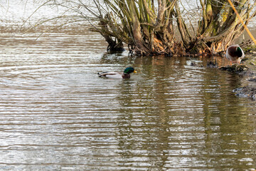 Canard sur étang,