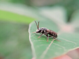 fly on leaf