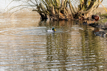Canard sur étang.