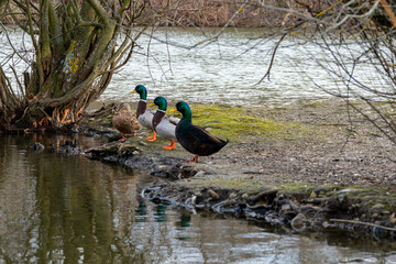 Canard sur &eacute;tang.
