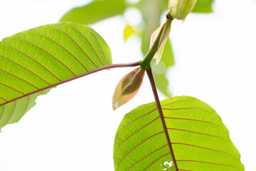 Mitragyna speciosa (Kratom leaves) Thai herbal which encourage health.
