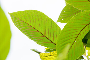 Mitragyna speciosa (Kratom leaves) Thai herbal which encourage health.
