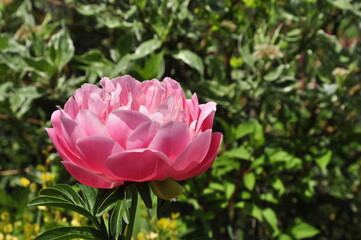 Blooming garden flowers peonies. Peonies in the garden. 