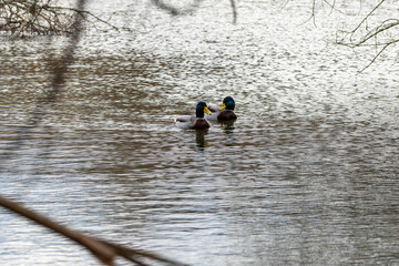 Canard sur étang.